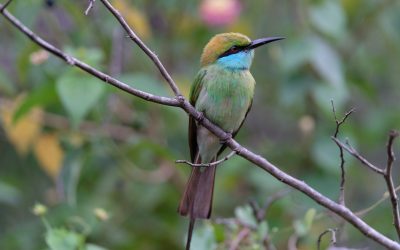 bee-eater-g49262436a_1920